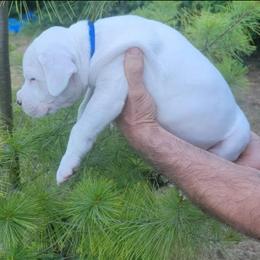 Dogo Argentino Puppies from K&B Southern Oregon Argentino Dogos