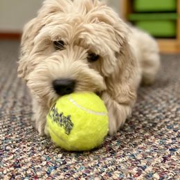 Goldendoodle Puppies from Lykeable Farms