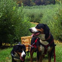 Greater Swiss Mountain Dogs from Lone Palm