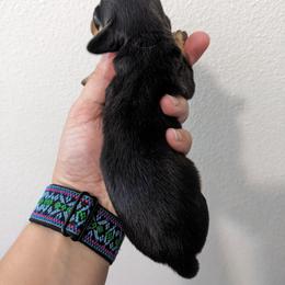Tiffany's Girl Coco - Black and tan Dachshund puppy in Central Point, Oregon from MRS Long Dog Ranch