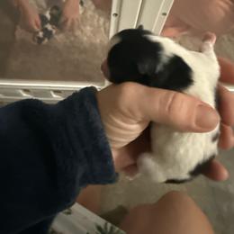 Male 1 - Black parti male Pomeranian puppy in Pace, Florida from Spivey the Grand Boxers and Poms