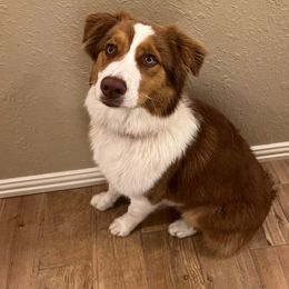 Australian Shepherd Puppies from A Beautiful Soul Aussies