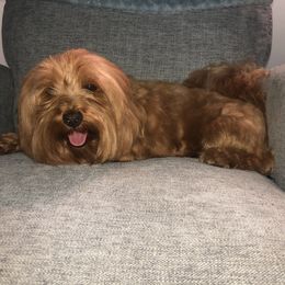 Merry - Havanese