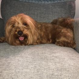 Merry - Havanese