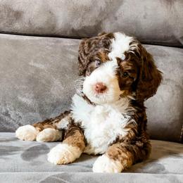 Nevada - Brown and white female Bernedoodle puppy in Hudson, Indiana from TurkeyCreek-K9