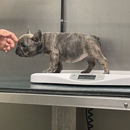 French Bulldog Puppies from 609 Frenchies