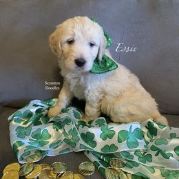 Goldendoodle Puppies from Scranton Goldendoodles