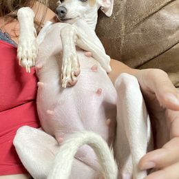 Italian Greyhounds and Miniature Pinschers from White Stone Ranch