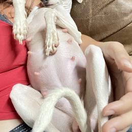 Italian Greyhounds and Miniature Pinschers from White Stone Ranch