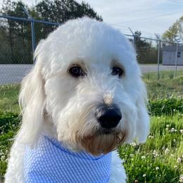 Drake - Goldendoodle