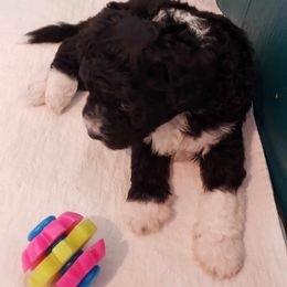 Spanish Water Dog Puppies from The Woolly Dog Ranch
