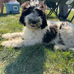 Australian Labradoodle Puppies from Maple Lane Australian Labradoodles