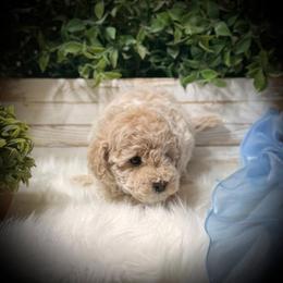 Poodle All Grown Up from Yessie Rodriguez