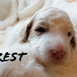 Bernedoodle and Poodle Puppies from Doodles-by-Delilah