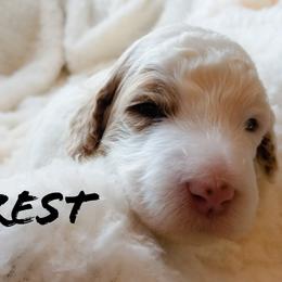 Bernedoodle and Poodle Puppies from Doodles-by-Delilah