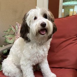 Maisie - Australian Labradoodle