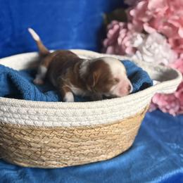 Pebbles - Red female Cavapoo puppy in Sun City, Arizona from AZ Cavapoos
