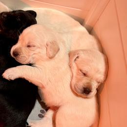 Labrador Retriever Puppies from Pacific Crest Labradors