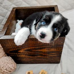Toast - Black tri-color male Australian Shepherd puppy in Colfax, Wisconsin from Heart and Solberg Aussies