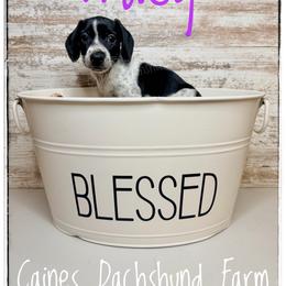 Tracy - Piebald female Dachshund puppy in Cincinnati, Ohio from Caines Dachshund Farm