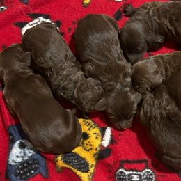 Boy 2 - Chocolate male Goldendoodle puppy in Phoenix, Arizona from Az Adorable Doodles