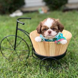 Red collar - Prince - Liver and white male Shih Tzu puppy in Mays Landing, New Jersey from Fancy Paws Shorkies & Shih Tzus