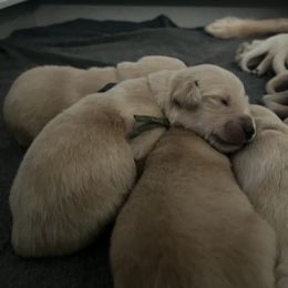 Green Girl - Golden female Golden Retriever puppy in Amissville, Virginia from Houston’s Golden Haven