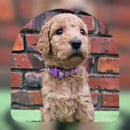 Dolly - Apricot female Goldendoodle puppy in Harris County, Texas from Cute & Curly Doodles