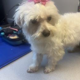 Isley - Maltese