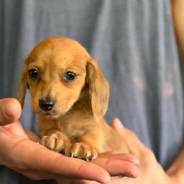 Frank - Dapple male Dachshund puppy in Grand Junction, Michigan from J.C fur babies