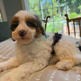 Latte - Merle male Bernedoodle puppy in Sherman, Illinois from Shirl Doodle Life