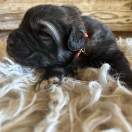 Male Pup 2 - Sable male Working Dog Cross puppy in Pleasant View, Colorado from Pails & Provisions Farm