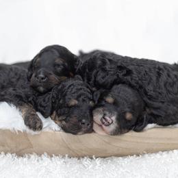 Bernedoodle puppies from Darcy Lee's Designer Doodles