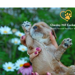 Cockapoo Puppies from Chesley Hill Cockapoos