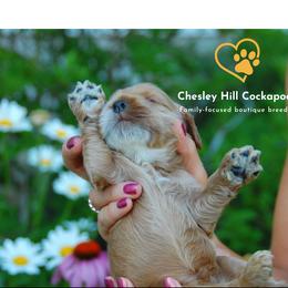 Cockapoo Puppies from Chesley Hill Cockapoos