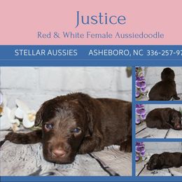 Justice - Brown and white female Aussiedoodle puppy in Asheboro, North Carolina from Stellar Aussies
