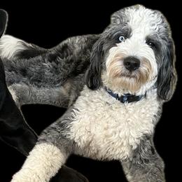 Australian Mountain Doodle and Bernedoodle All Grown Up from Country Creek Doodles