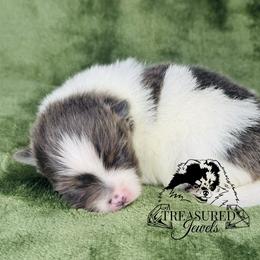 Pomeranian Puppies from Treasured Jewels Pomeranians