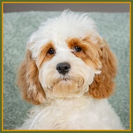 Raye - Red female Cockapoo puppy in Connersville, Indiana from Deaz Doodle Ranch