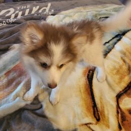 Pomsky Puppies from Tony Hwang