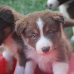 Border Collie, English Setter, and Miniature American Shepherd Puppies from First Harmony Farms