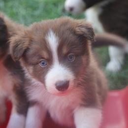 Border Collie, English Setter, and Miniature American Shepherd Puppies from First Harmony Farms