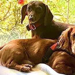 Dachshunds from Gorgeous Mini Dachshunds