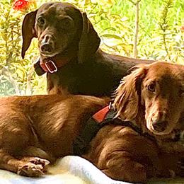 Dachshunds from Gorgeous Mini Dachshunds