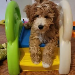 Goldendoodle Puppies from Highland Grove Doodles, LLC