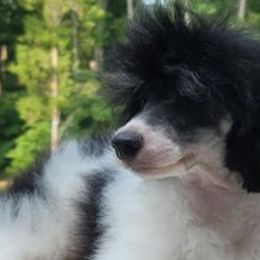 Poodles from P & P CKC Toy Poodles of Lake Norman