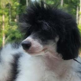 Poodles from P & P CKC Toy Poodles of Lake Norman