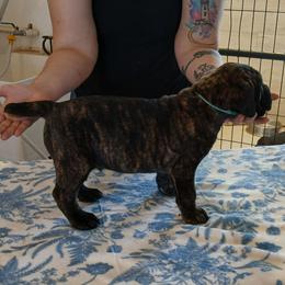 Baby blue - Black brindle male Cane Corso puppy in Los Lunas, New Mexico from Top Gun Kennels NM