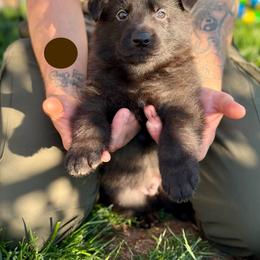 Gawain-Brown - Black male German Shepherd puppy in Medical Lake, Washington from Nine Realms German Shepherds