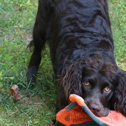 Boykin Spaniels from Skipjack Boykins